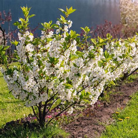 dwarf cherry cutie pie|danube cherry tree.